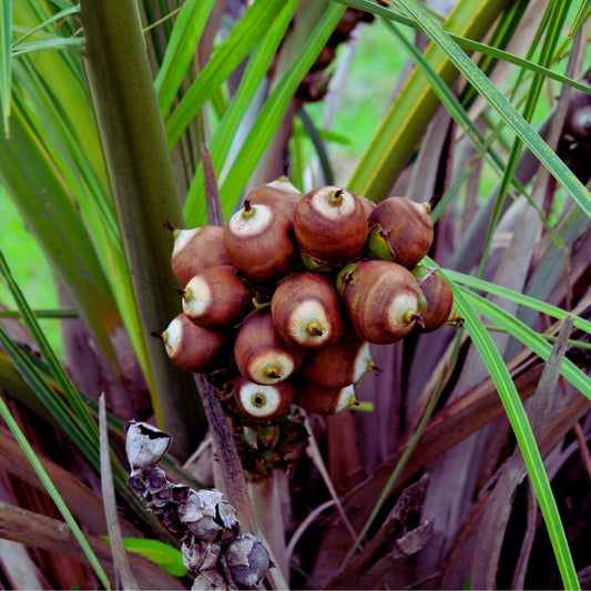 Babassu Oil Refined