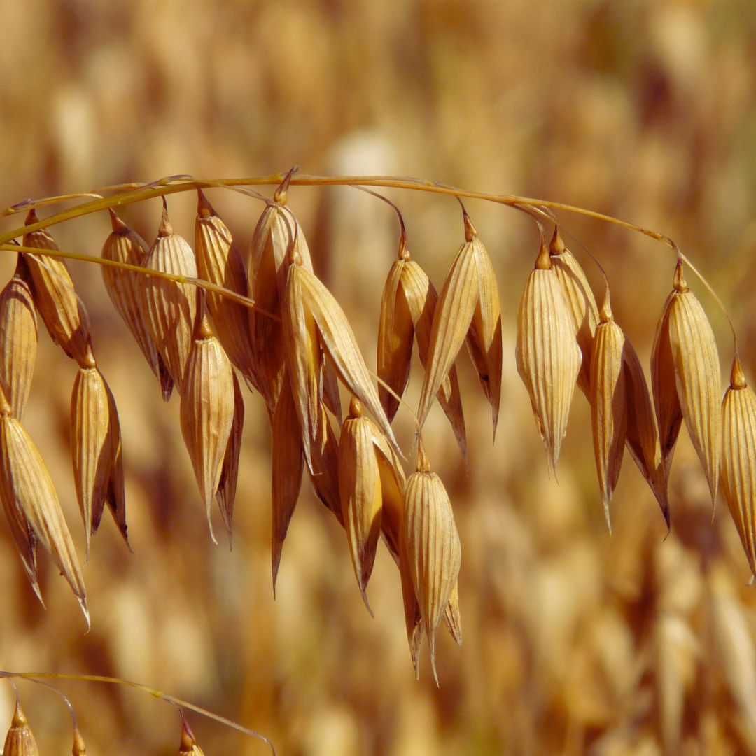 Oat Kernel Oil (Refined)