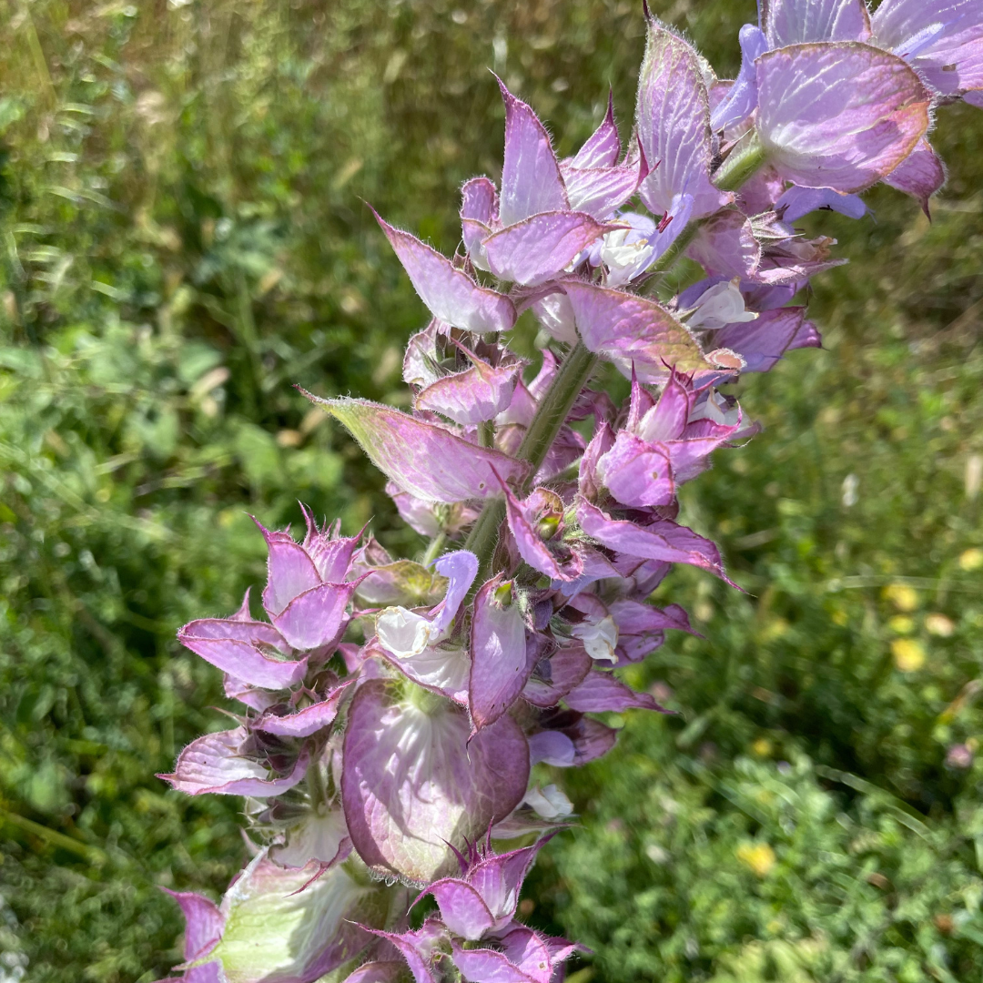 Clary Sage essential oil