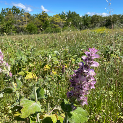 Clary Sage essential oil