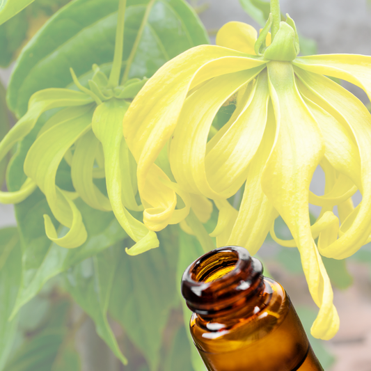 Ylang Ylang Grade 3 Essential Oil