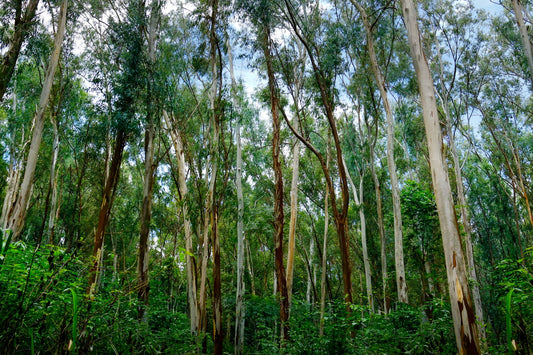 Eucalyptus Essential Oil