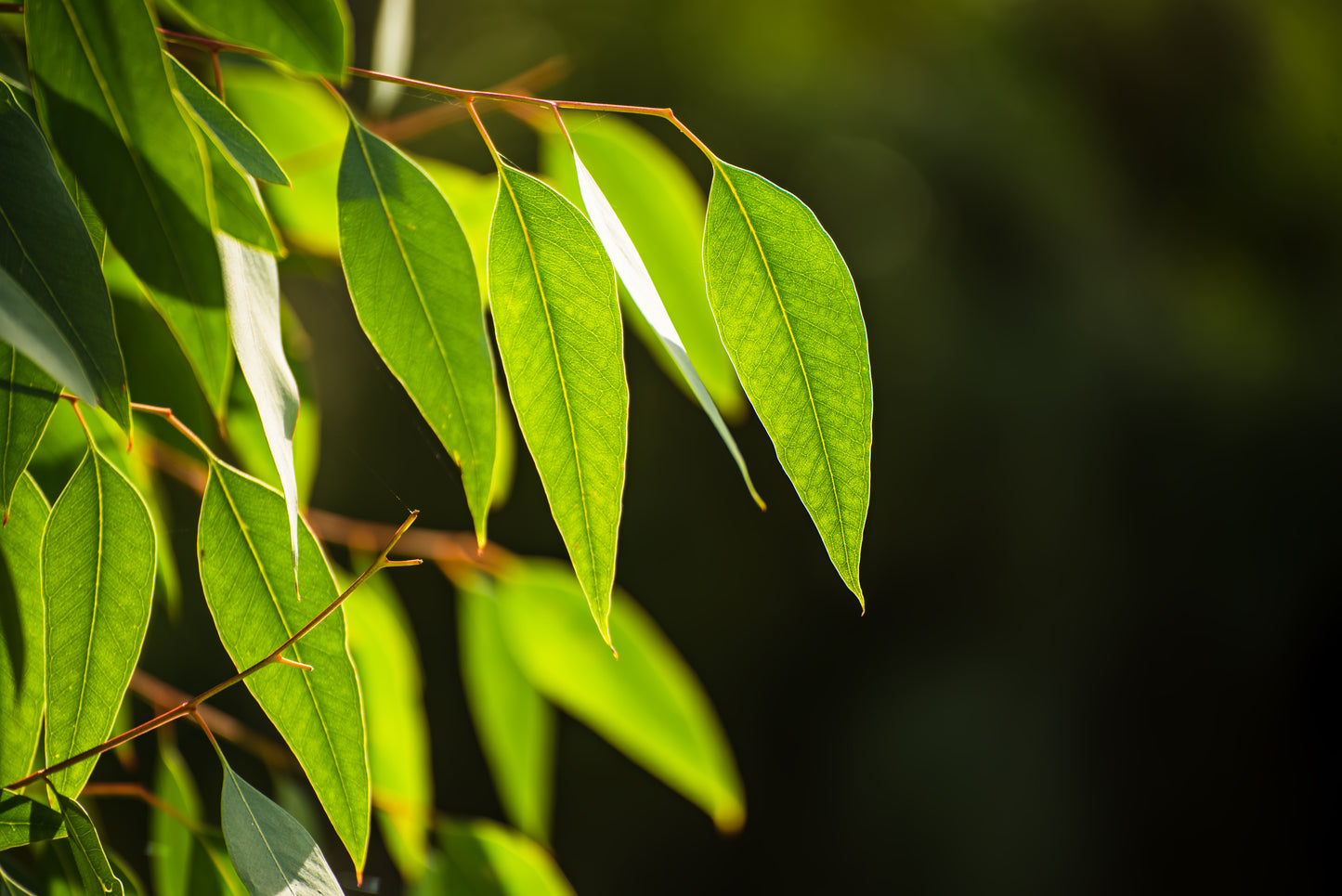 Eucalyptus Essential Oil