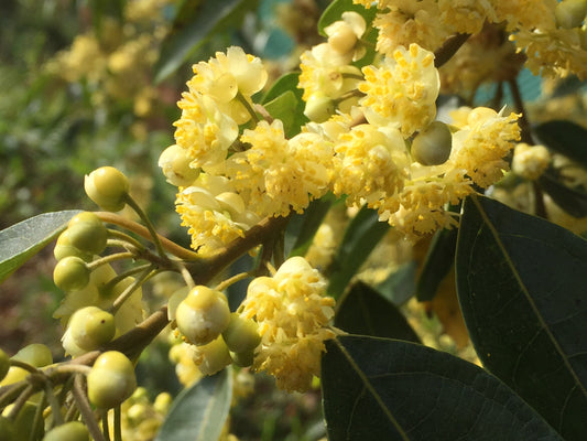 Flower buds on a tree belonging to Litsea Cubeba or May Chang as it is known as the essential oil