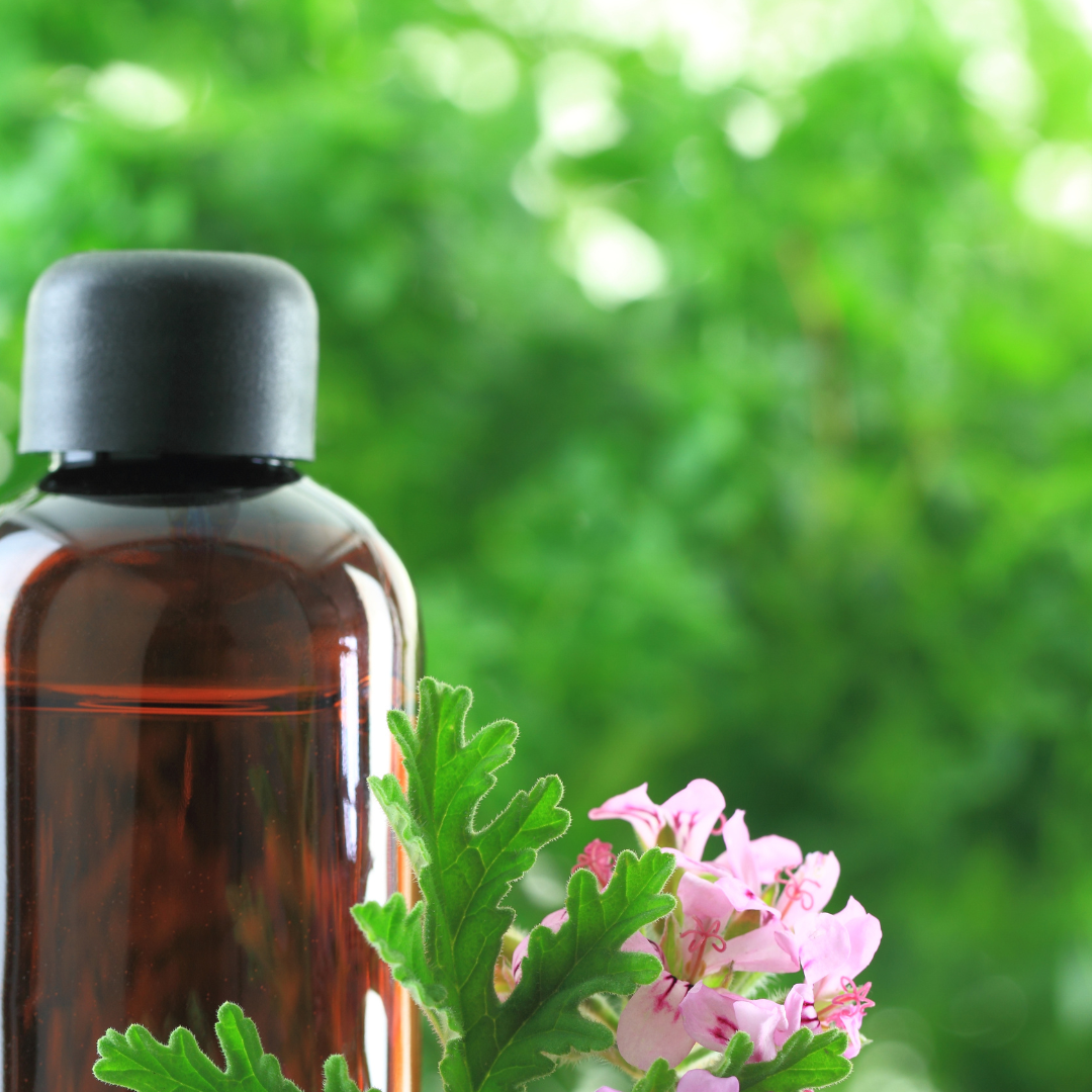 Geranium Bourbon Essential Oil, Rose Geranium